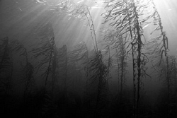 Natural light wide angle of a Southern Ocean kelp forest.... by Cal Mero 